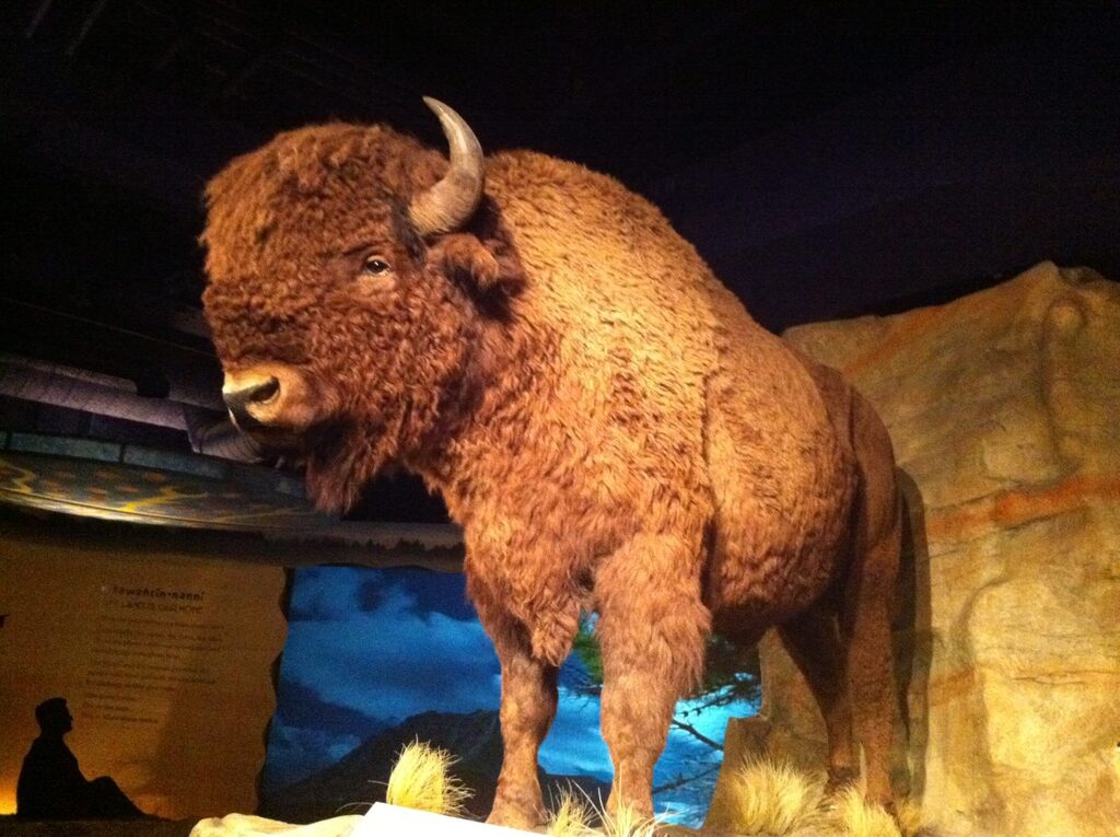 Glenbow Museum-Buffalo