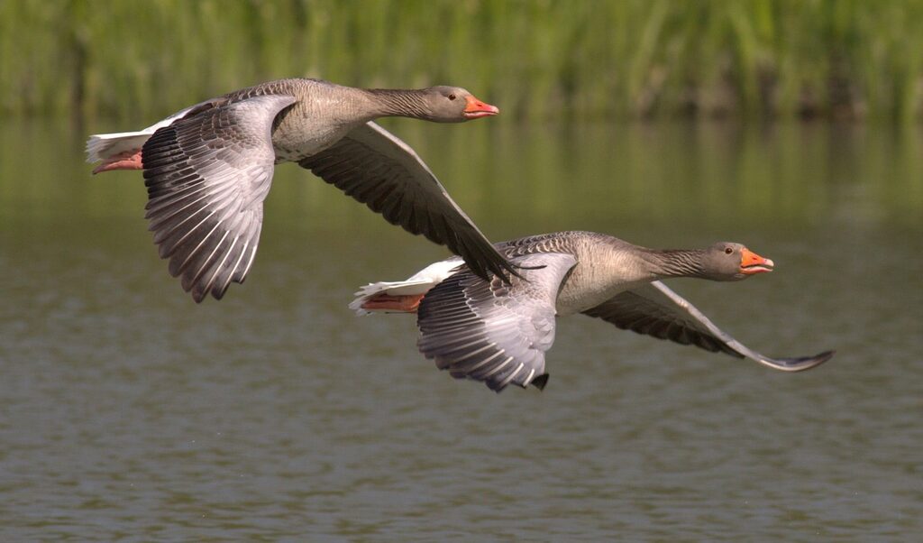 two canada geese flying by