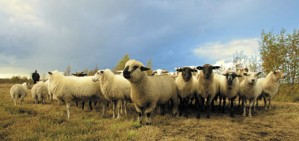 Flock of Sheep