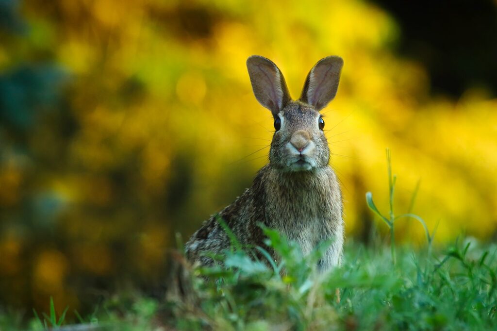 vigilant Rabbit in a field