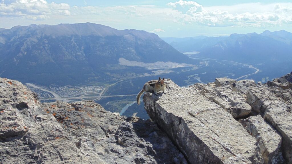 Chipmunk on Mount Ha Ling, looking at Trans-Canada from over Canmore
