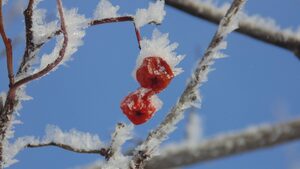 ice crystals on Mountain Ash berries