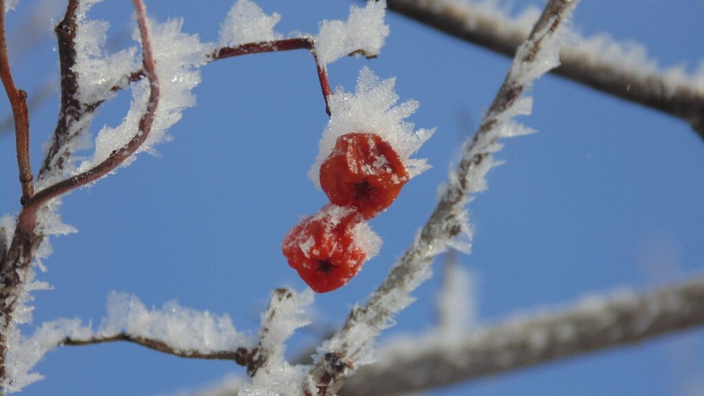 Seasonal Photography: frost on berries