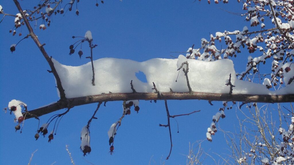 powder snow accumulated on a branch, with wind hole