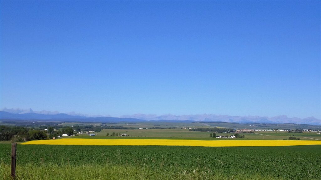 Canola field and foothills, Rockyview