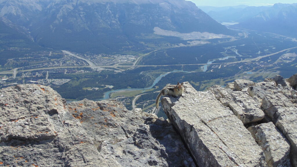 Chipmunk with Canmore behind, from Mount Ha Ling