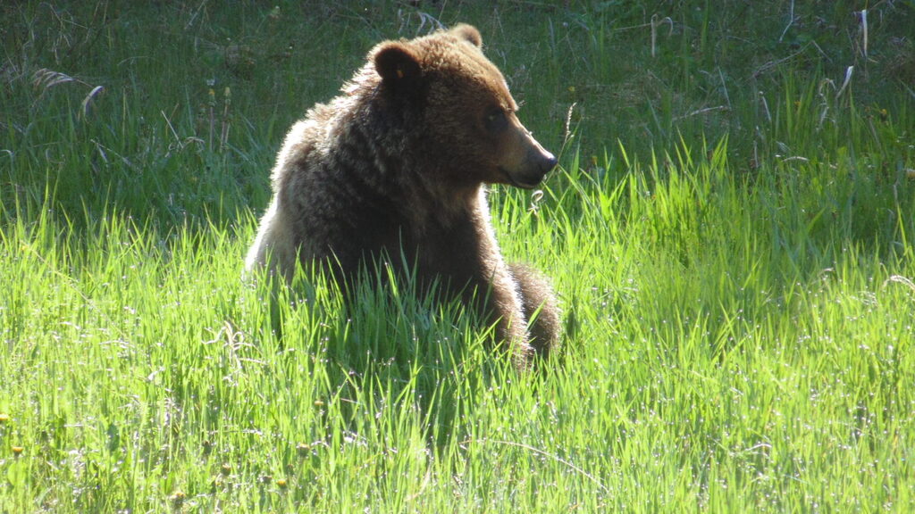 Grizzly Bear sitting in Kananaskis Country, Alberta