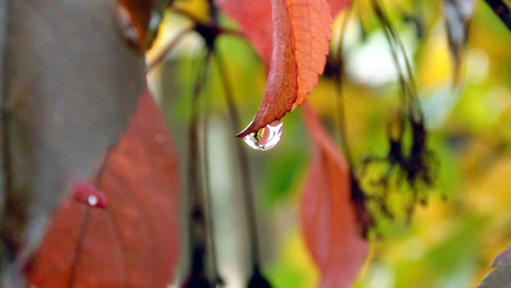 water droplet on Fall leaves