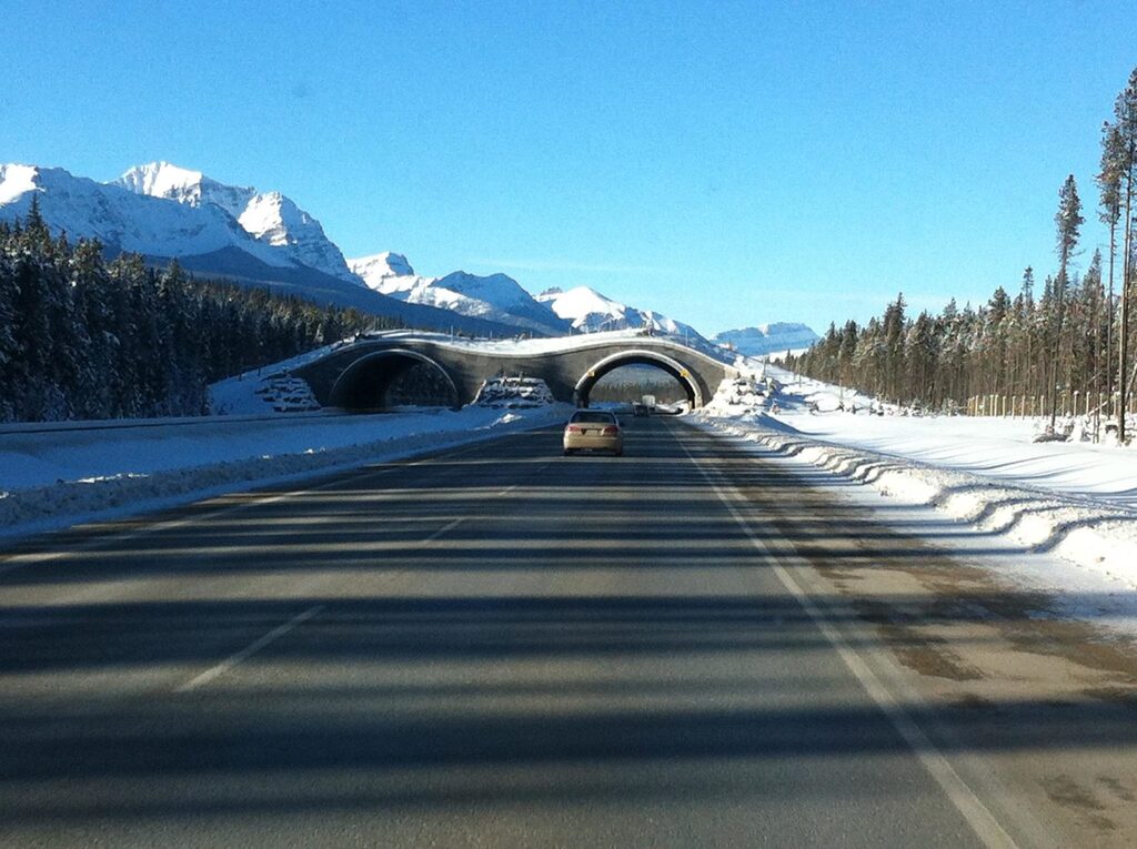 Animal Bridges, Banff National Park