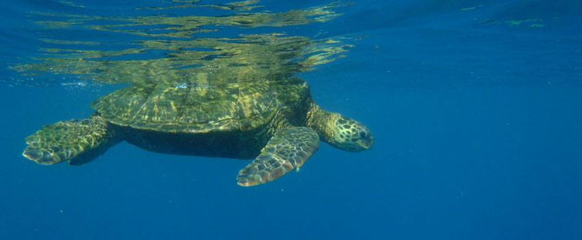 Sea Turtle (Honu) off Kauai, Hawaii