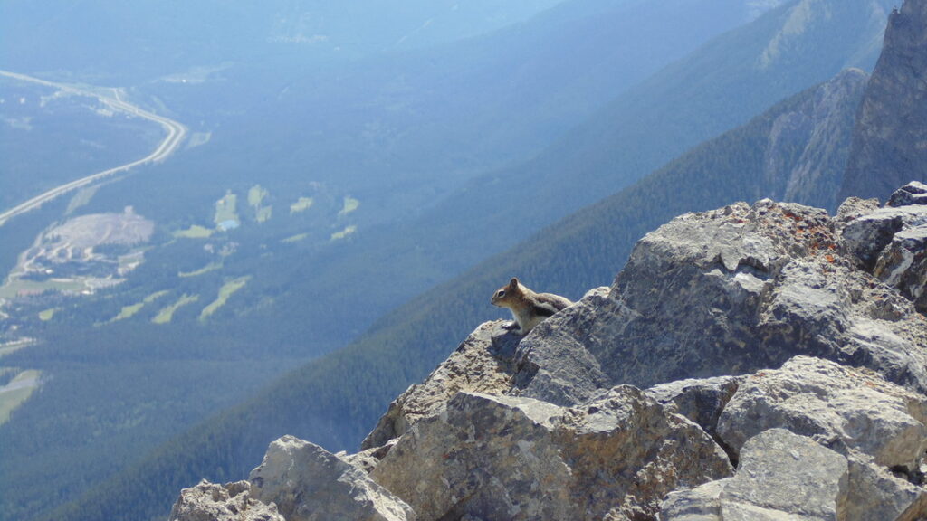 Chipmunk with Trans-Canada Highway, on Mount Ha Ling, Canmore, AB